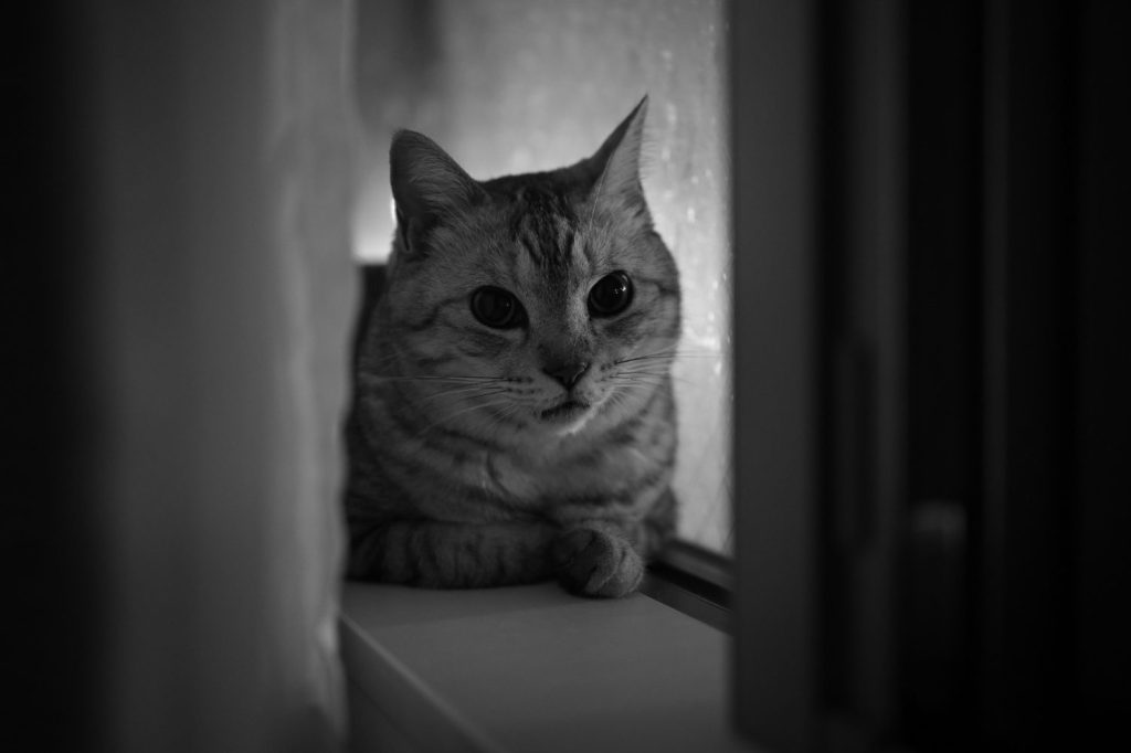 台風の日を大人しく過ごす、20240816