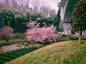 河津桜と梅とメジロを鑑賞する、20250312