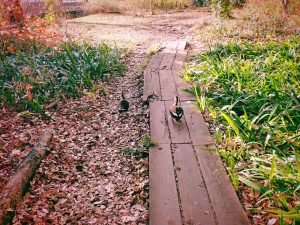 スマホの上の辺になにができる、闘志湧く、20241226