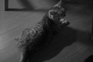 鷹女にゑふ、20250210