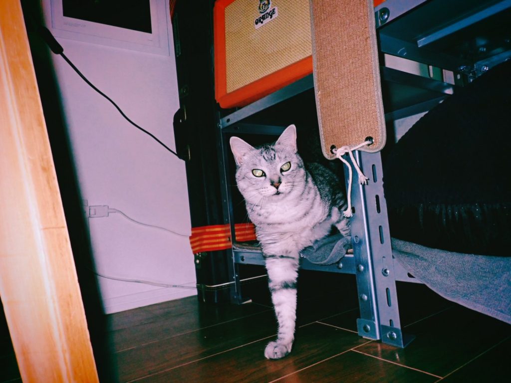 走れはしたがのろい、母と娘と三匹の犬、20250117