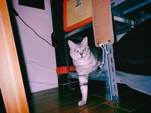 走れはしたがのろい、母と娘と三匹の犬、20250117