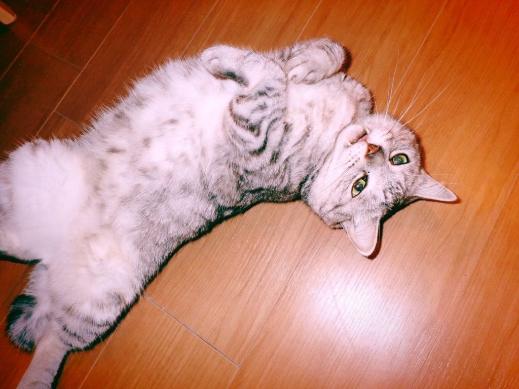 茗荷谷の迷路、少々の絶食、月夜のラン、20240820