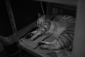 師走の月初めの雰囲気、20241203