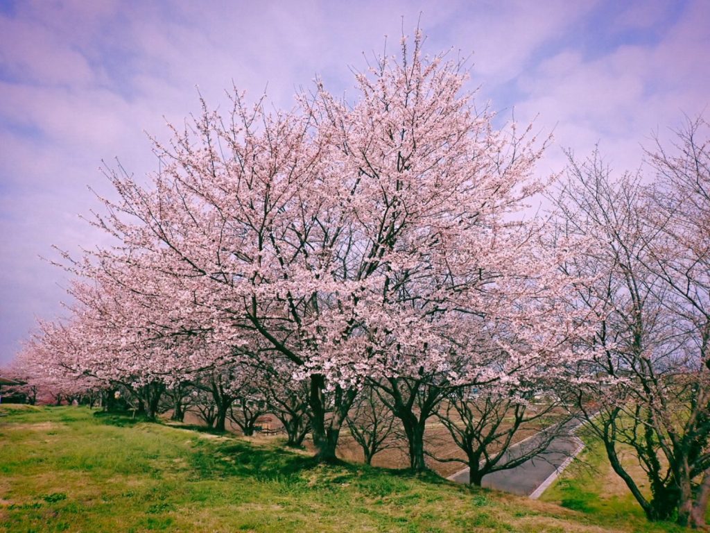 利根川・渡良瀬川流域、20250330