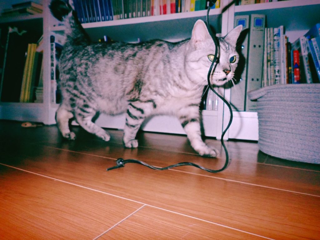 ビア・ガーデン、吉村、コータロー、20241003