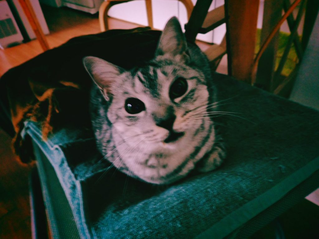 猫よ、いいんだぜ、20250202