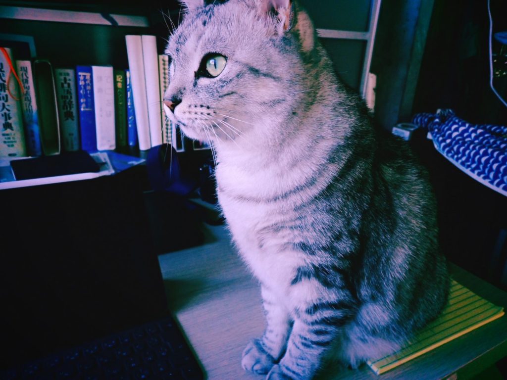 茹でたてのブロッコリー、20250208