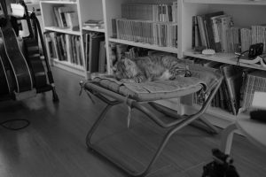 木犀が香り月を眺め詩の偉大さにガツンとやられる、20241018