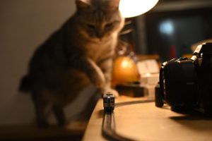 鉄道模型と猫、20250227