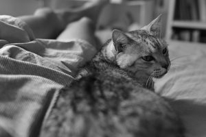 料理するムード、白のムード、20240829