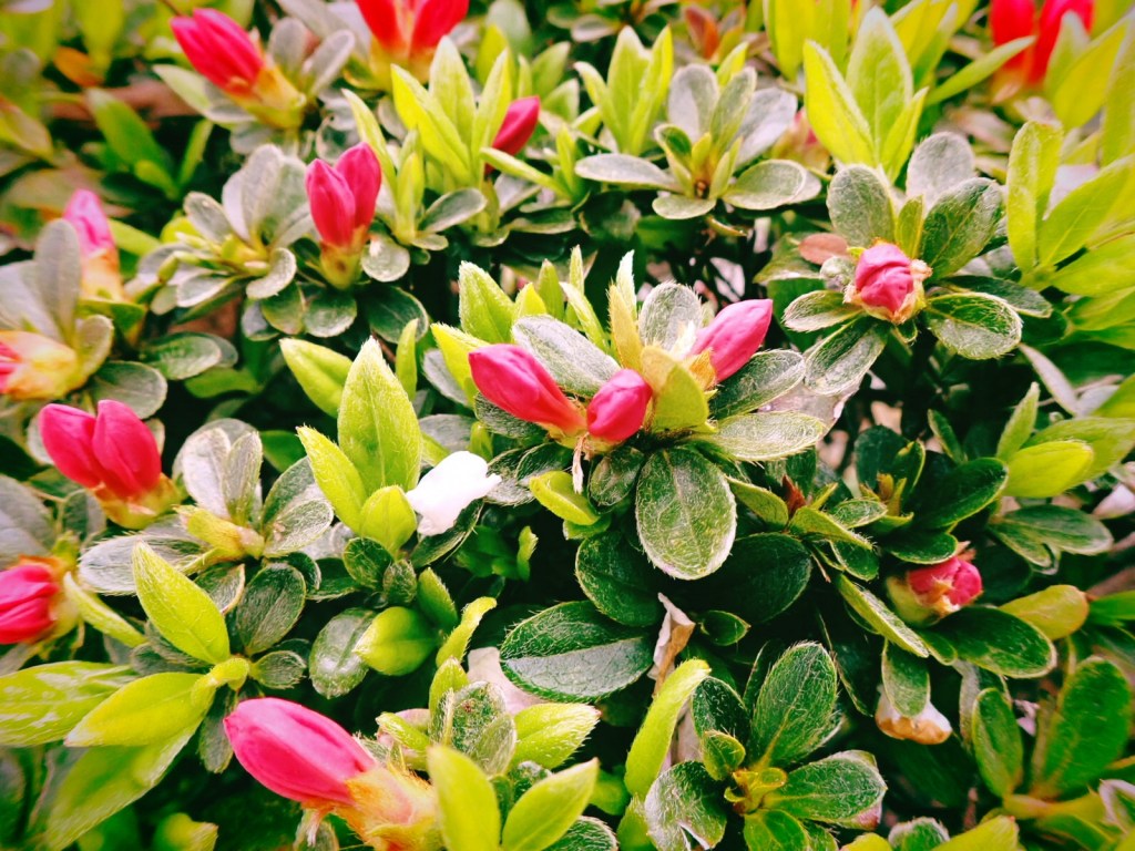 日常に戻る、晩春に夏を認定する、20250407