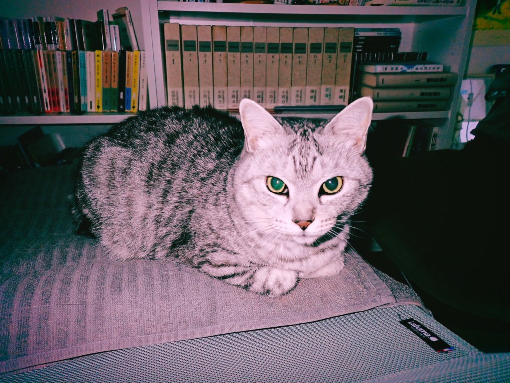 猫従え仕事す、高橋と石山の完封リレー、20250408