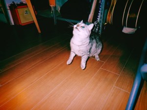 猫飛ばず、石川さんに勇気をもらう、20250409