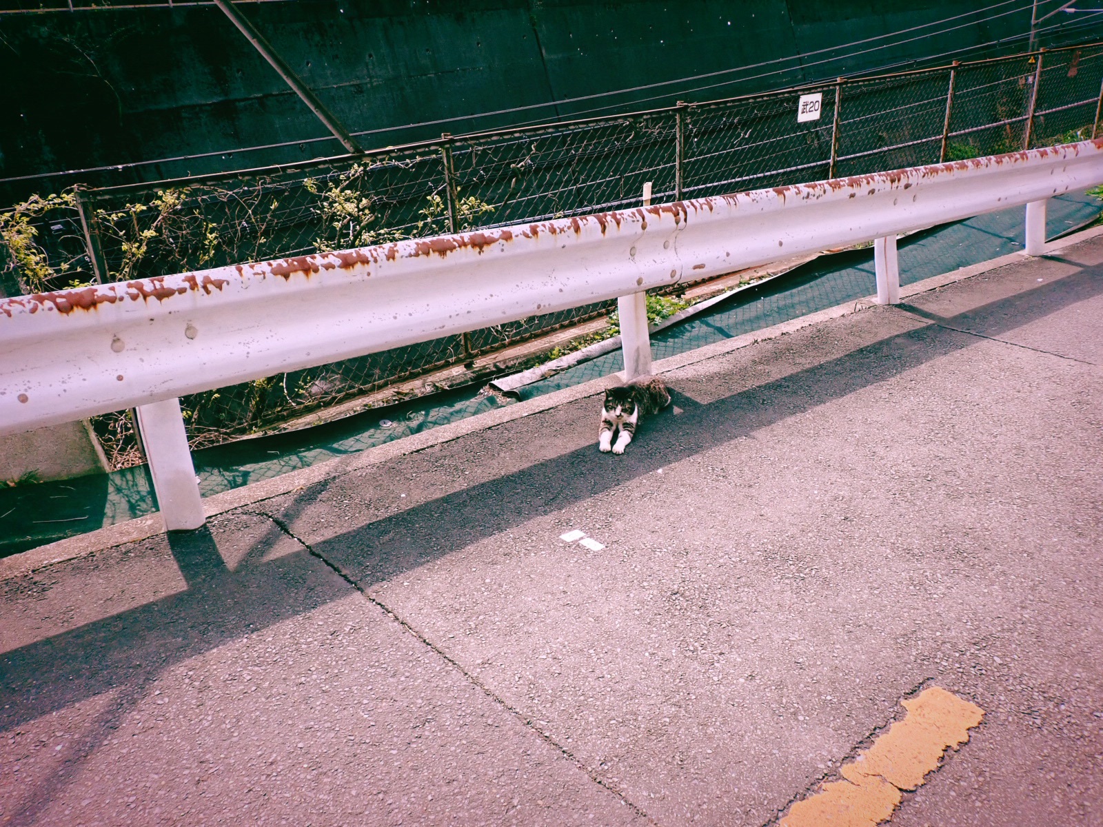 猫の集会所を見つける、20250410