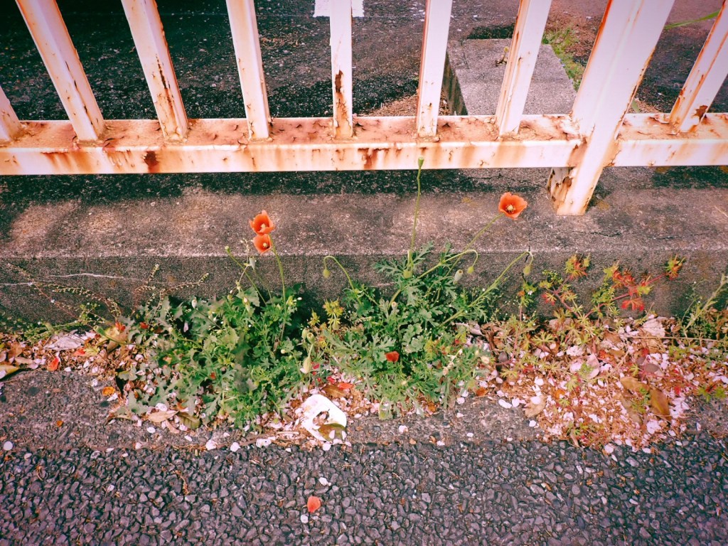 免許の更新、スワローズとクレヨンしんちゃん、20250411