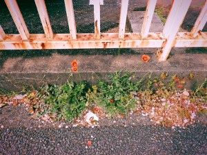 免許の更新、スワローズとクレヨンしんちゃん、20250411