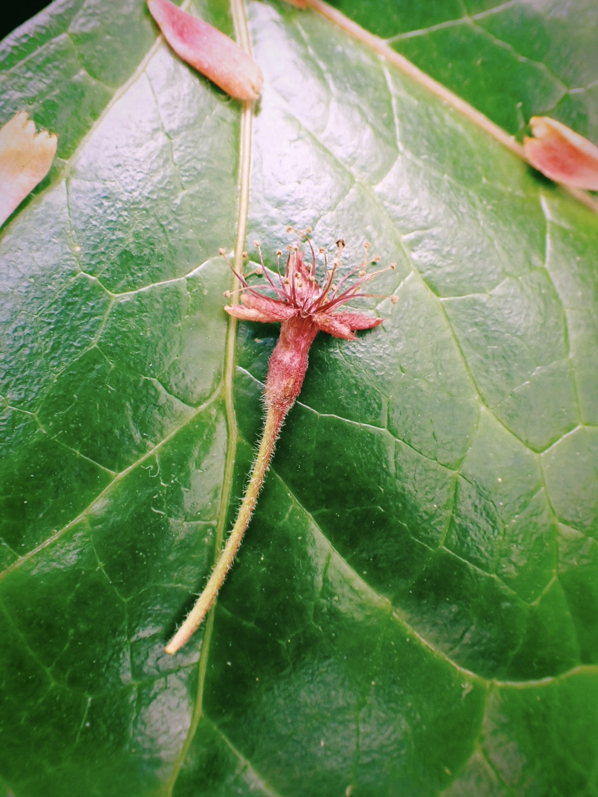 渋谷にて、西武でアシモフ、タワレコでクラプトン、20250412