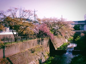 気晴らしに稲城の里山を走る、A Run Through the Satoyama of&nbsp;Inagi,20250414