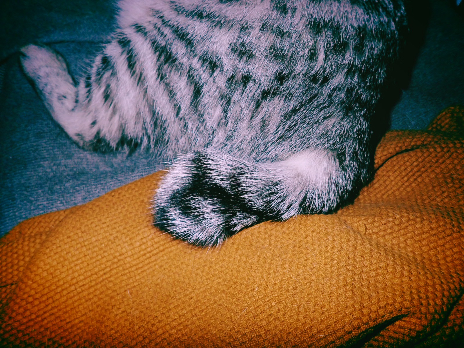 猫の毛、角田光代『これからはあるくのだ』、Cat Hair, Mitsuyo Kakuta ,20250418