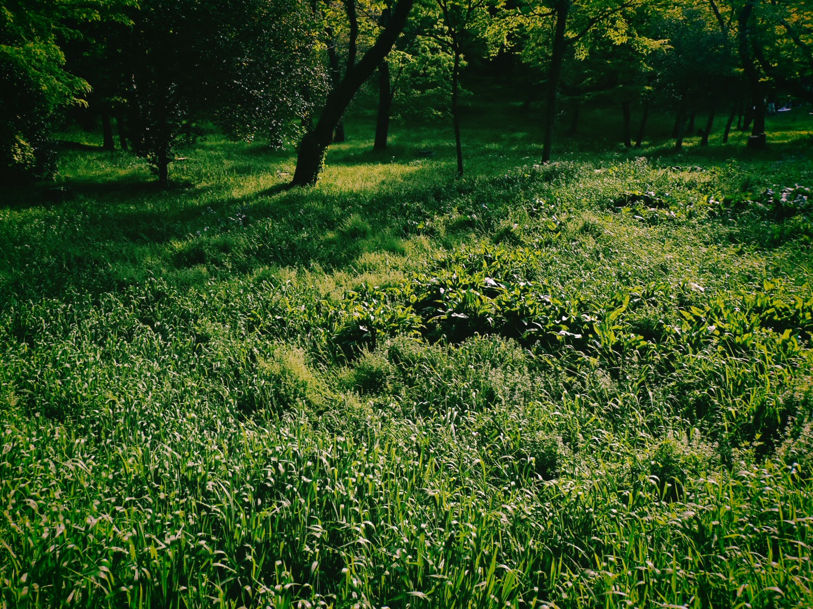神泉から初台まで散歩する、A Walk from Shinsen to Hatsudai,20250419