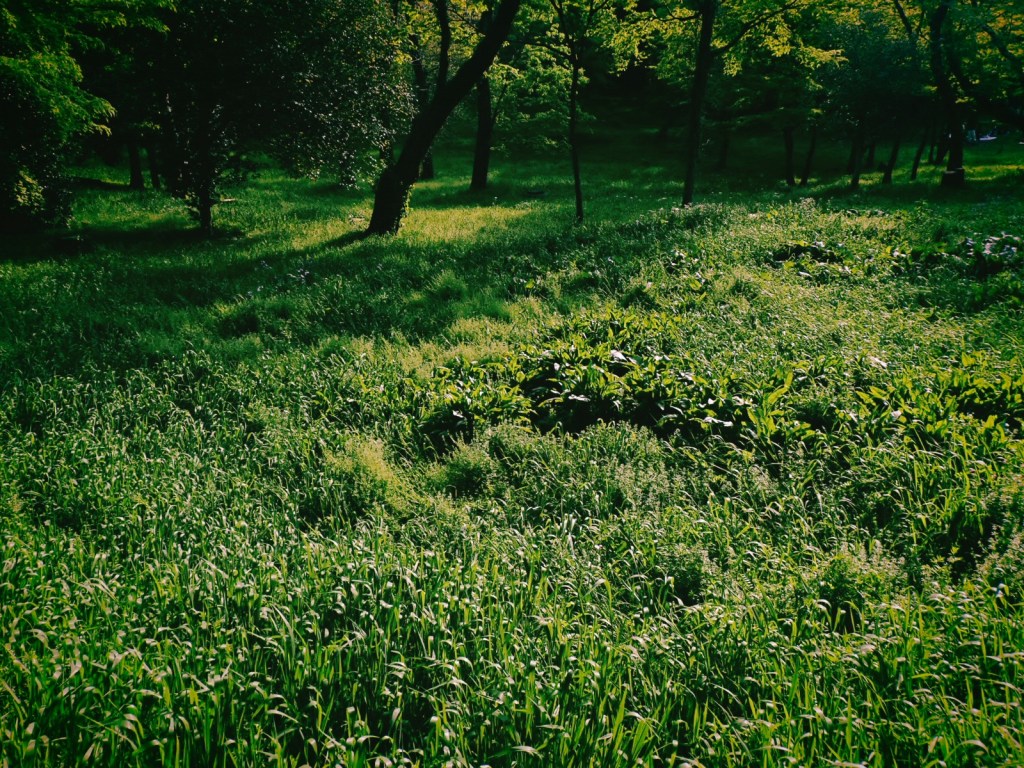 神泉から初台まで散歩する、A Walk from Shinsen to Hatsudai,20250419