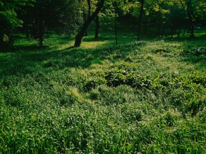 神泉から初台まで散歩する、A Walk from Shinsen to Hatsudai,20250419