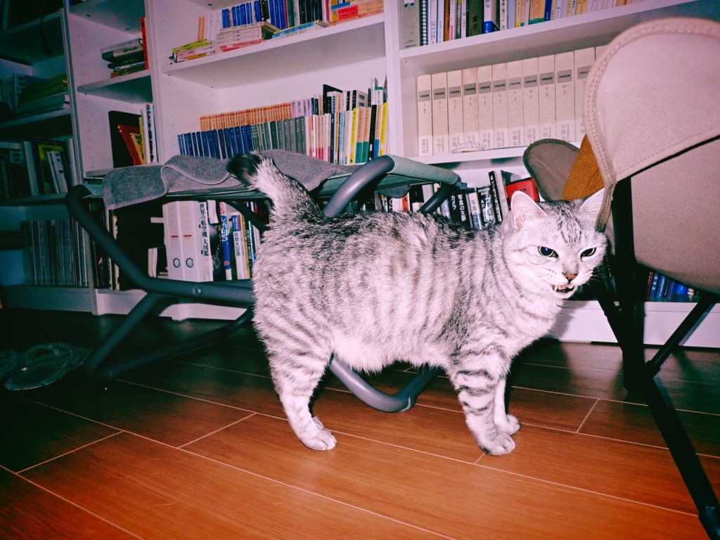 眠るために映画館に入る、『30年後──ふたりのボリビア兵──』、Napping at the Cinema — Los Viejos Soldados (The Old Soldiers)&nbsp;, 20250426