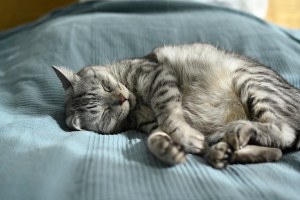 猫に成りかわったとして、If I Were to Become a&nbsp;Cat,20250415