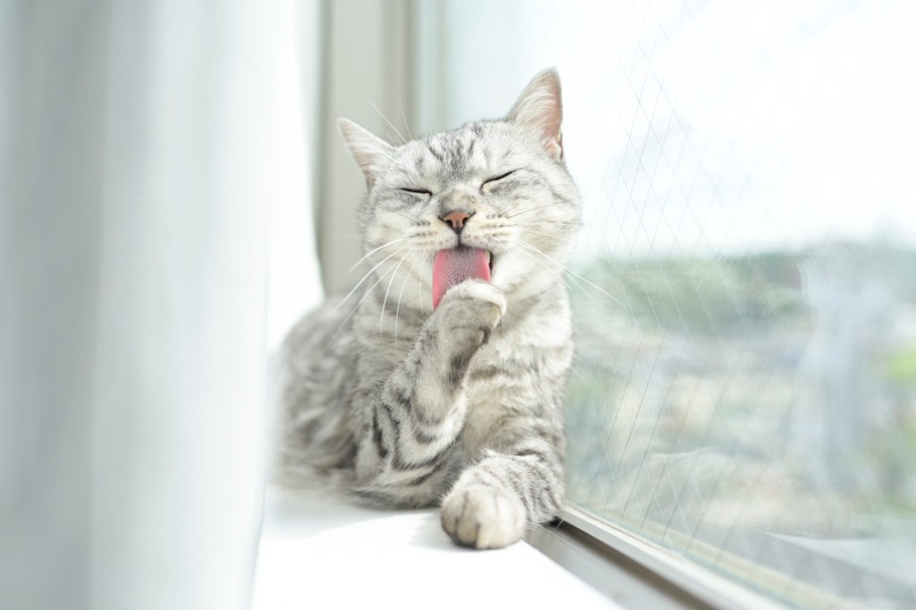 自宅、At Home, 20250425