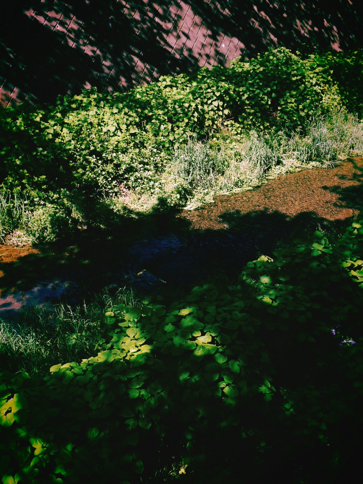 深大寺周辺、植物探索ラン、Run Under the Green, 20250430