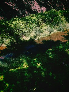 深大寺周辺、植物探索ラン、Run Under the Green,&nbsp;20250430