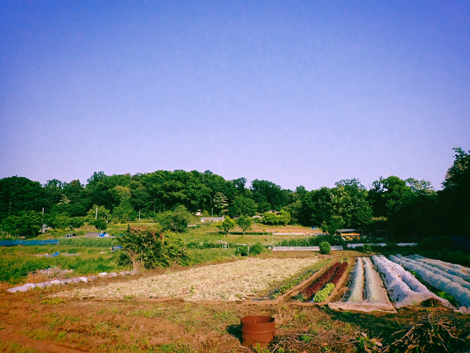 稲城の里山と図書館、The Satoyama and Library of Inagi, 20250504
