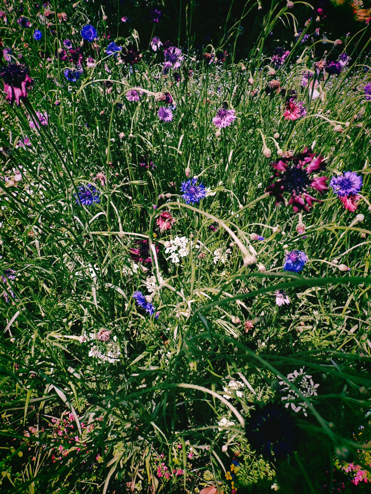 夏立つ、Summer Begins, 20250507