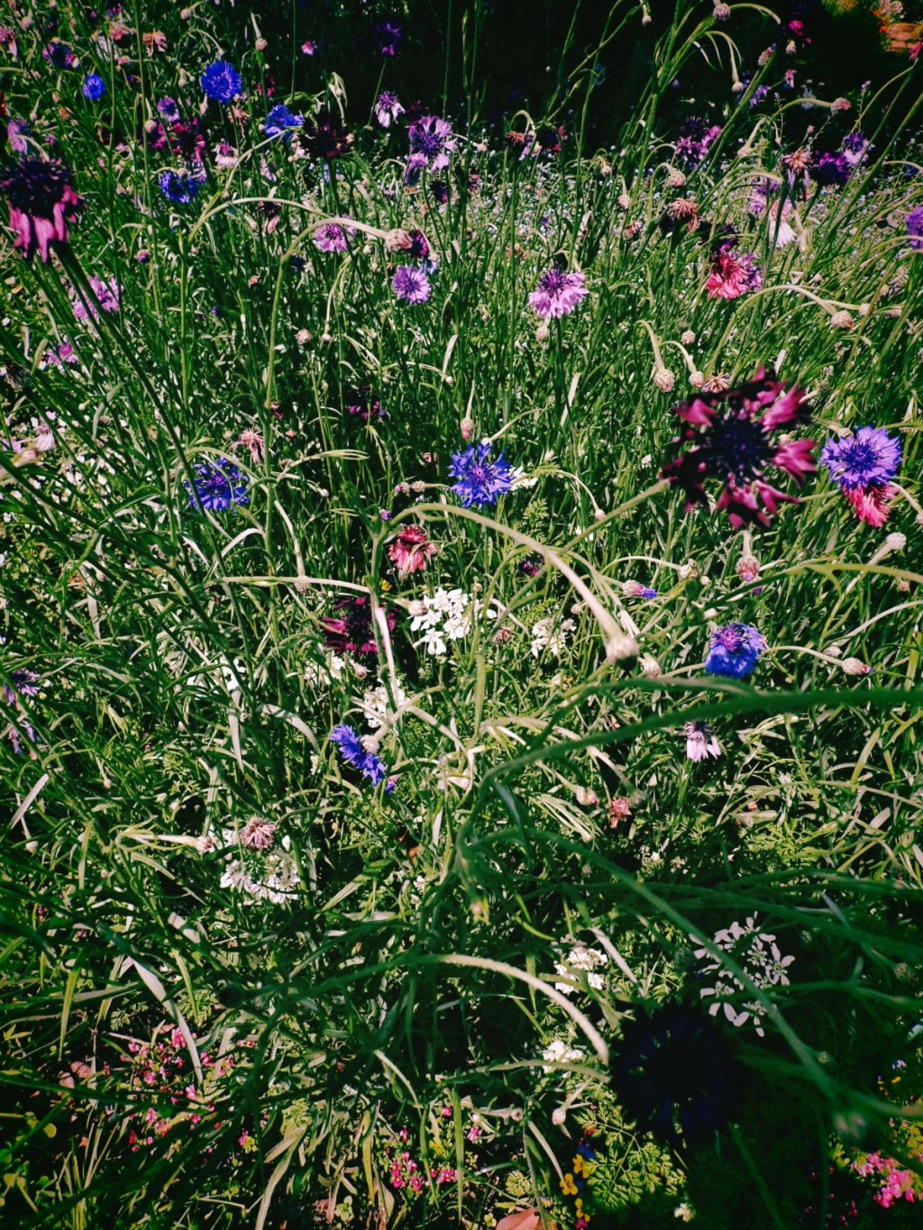 夏立つ、Summer Begins, 20250507