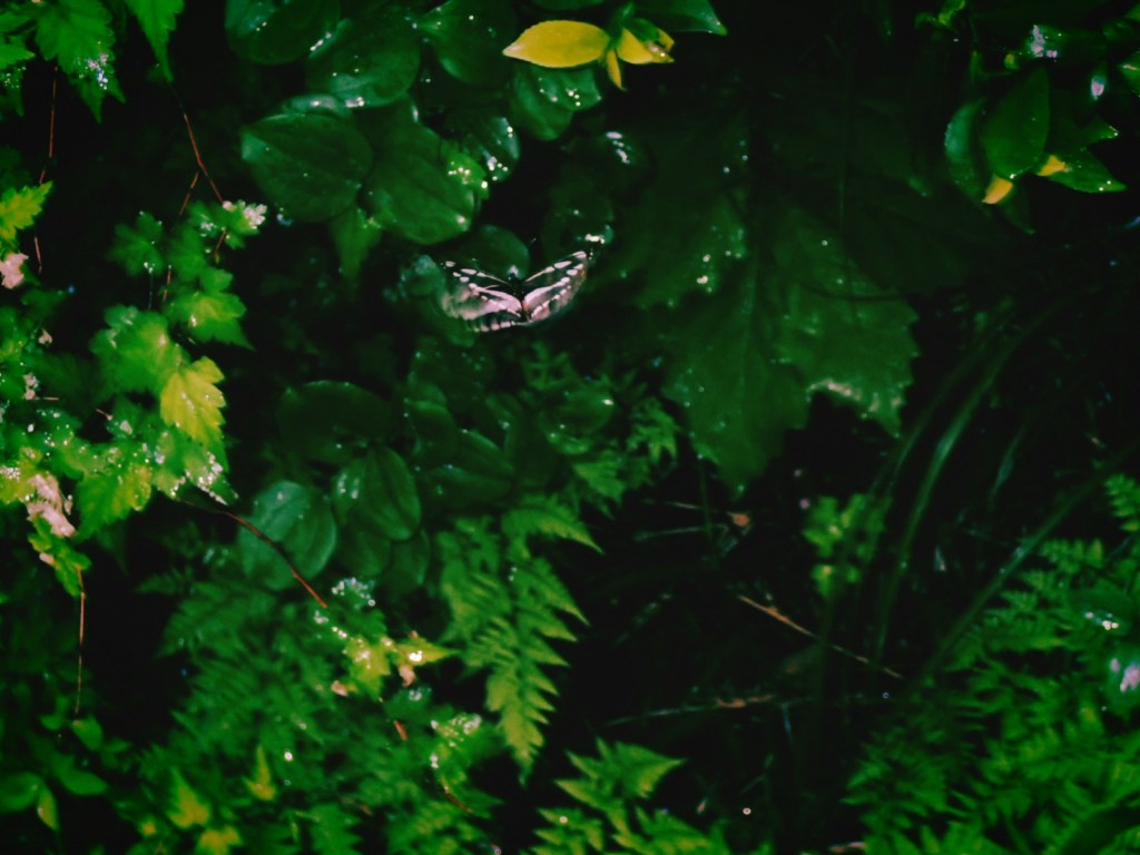 稲城の里山 舞う蝶々