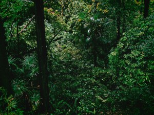 Satoyama Run in the Rain,&nbsp;20250517