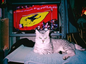 字を書く、スワローズとフェルスタッペン、A Quiet Sunday,&nbsp;20250518