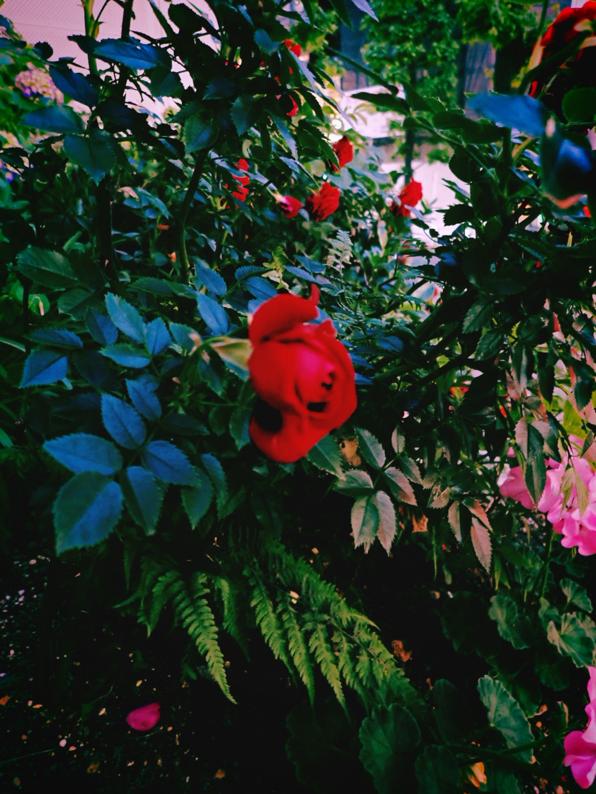 薔薇の句、Roses by the Roadside, 20250520