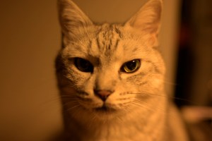 「K2西壁 ふたりの軌跡」、Kazuya Hiraide and Kenro Nakajima,&nbsp;20250506