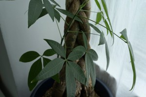 自宅、At Home, 20250512