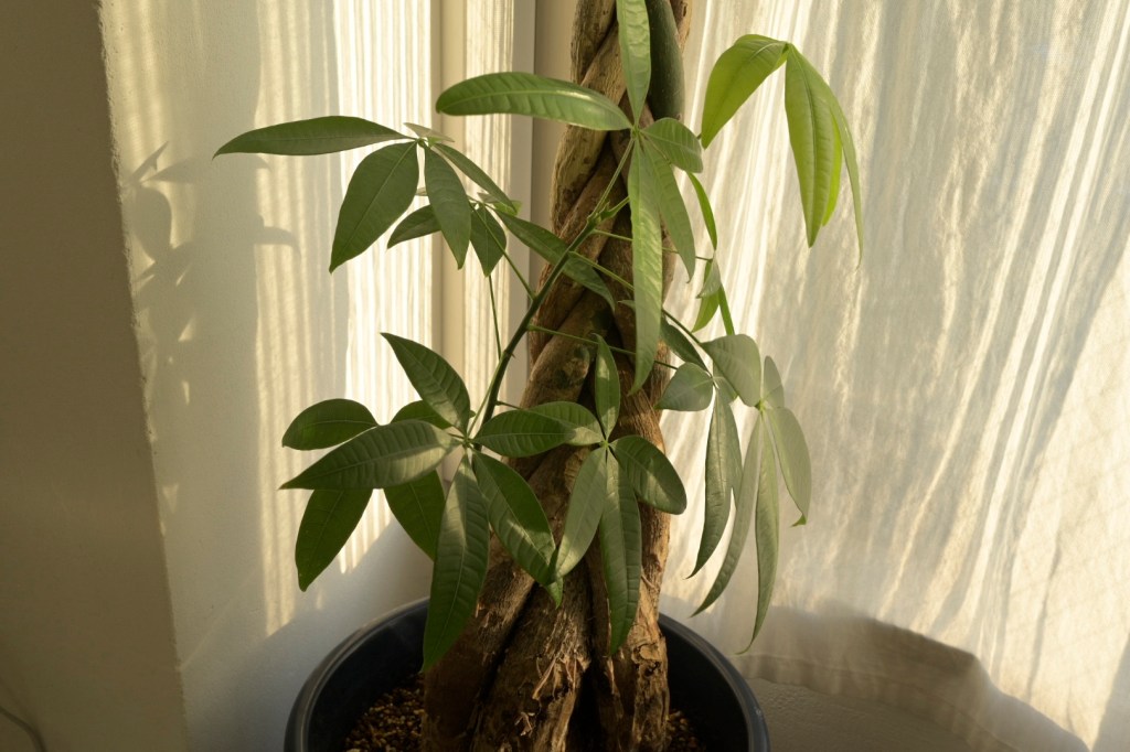 観葉植物を佐内正史を意識して撮った