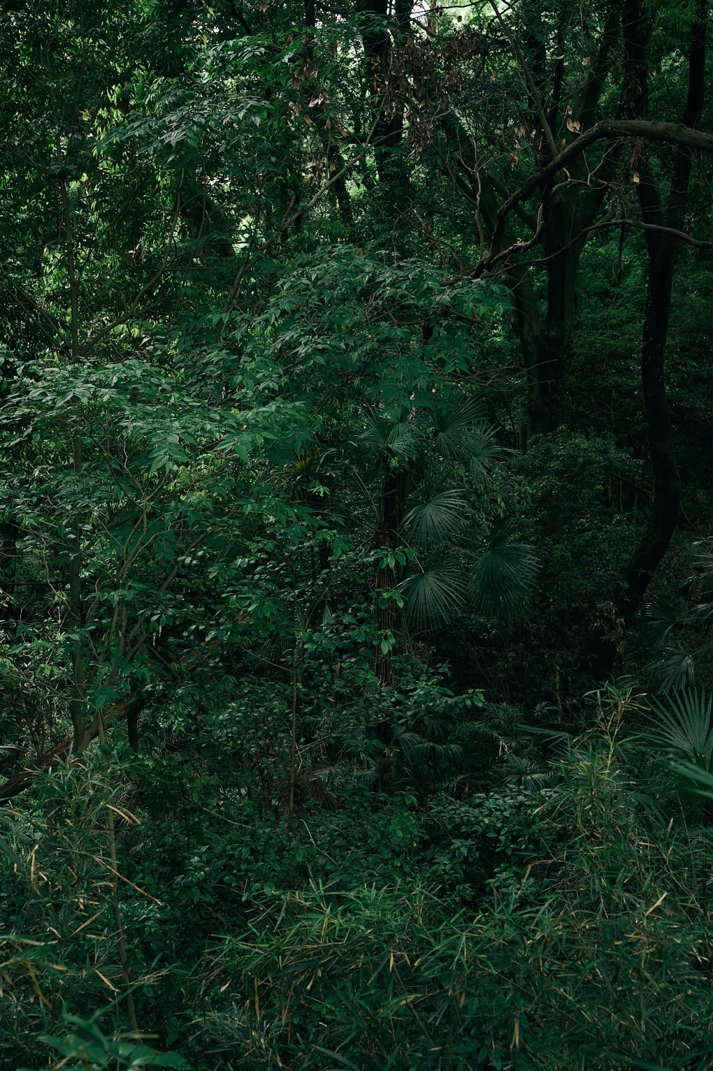 稲城の里山でホトトギスの初音を聞く、First Call of the Cuckoo, 20250523