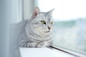 自宅、図書館の裏山、At Home, Hill Behind the Library,&nbsp;20250527