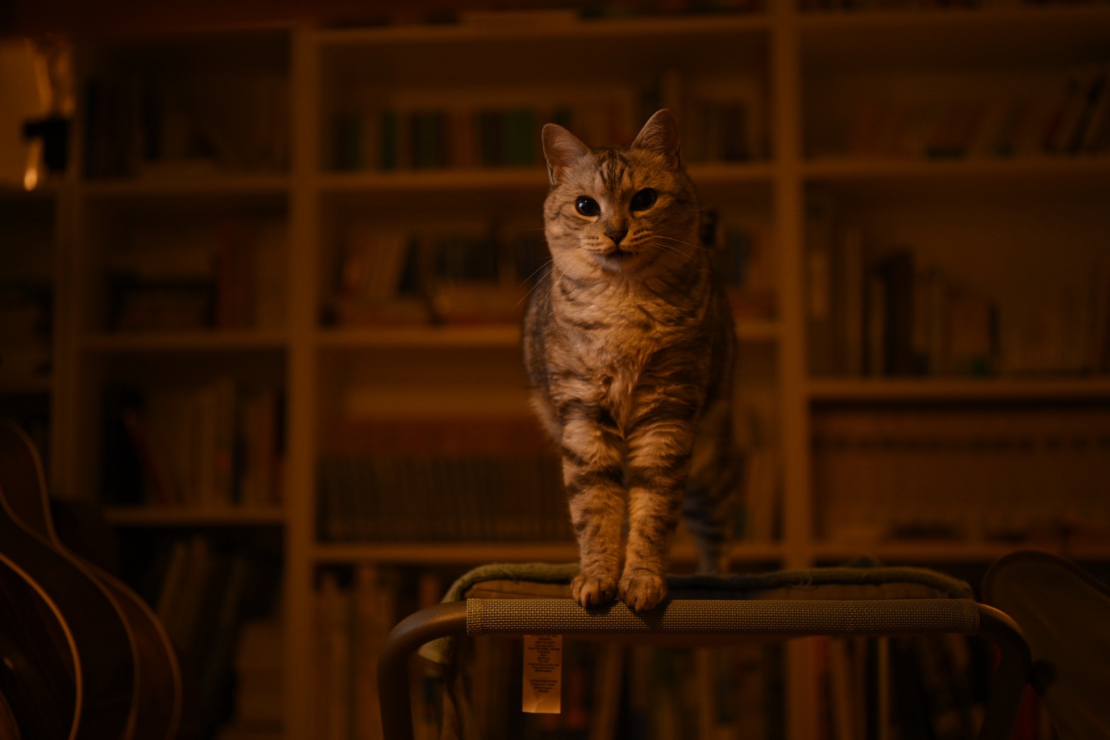 庶民、ジャニファー・ピードン『Mountain』, Jennifer Peedom, 20250529