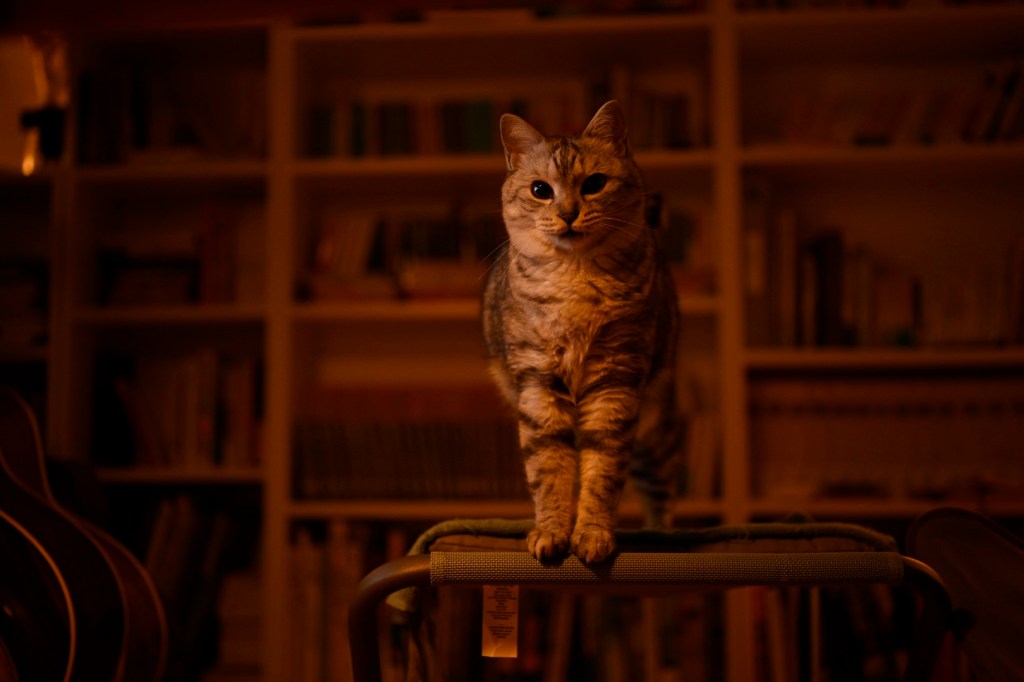 庶民、ジャニファー・ピードン『Mountain』, Jennifer Peedom,&nbsp;20250529