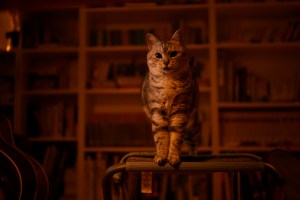 庶民、ジャニファー・ピードン『Mountain』, Jennifer Peedom,&nbsp;20250529