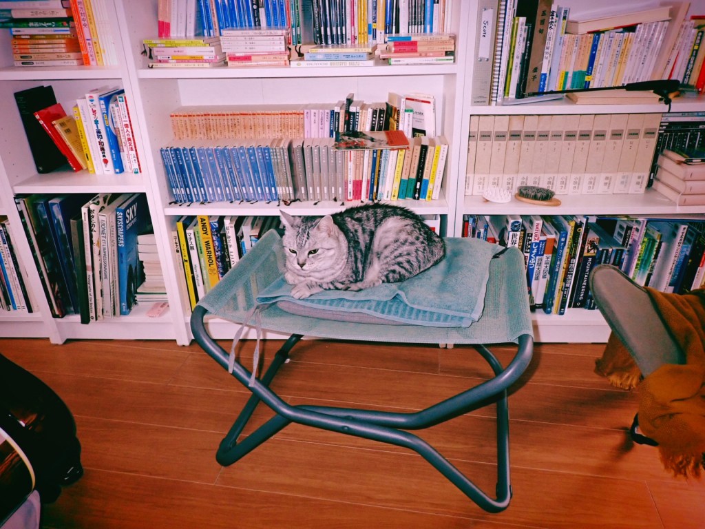 狭山、コーラ、セロリとキムチ、20250612