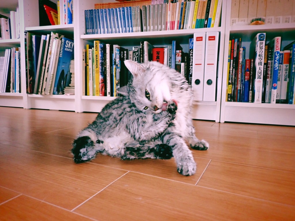 濡れ鼠、ドクターイエロー、20250626