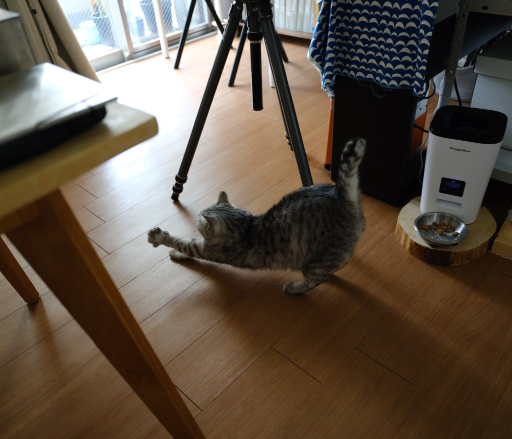 猫撫の言葉はかろし五月雨、My Sweet Cat,&nbsp;20250609